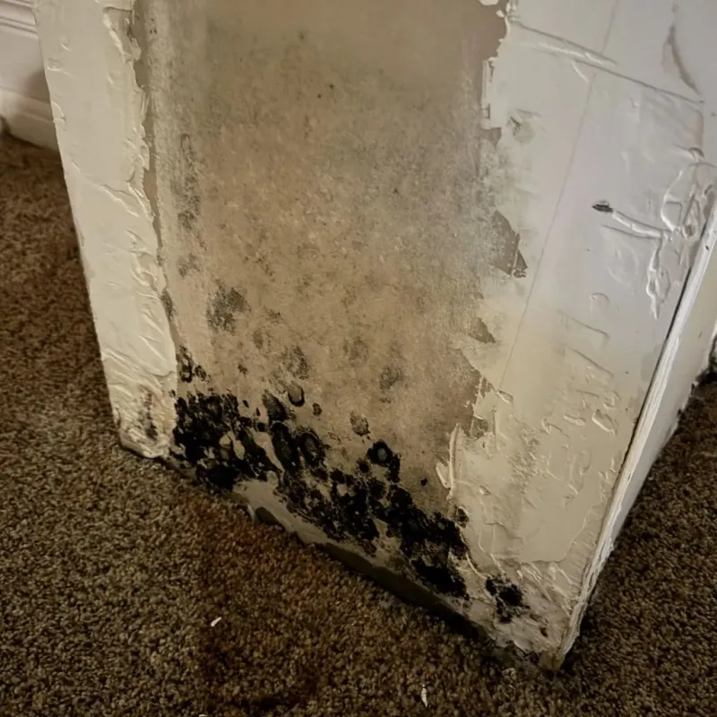 Professional Mold Removal in Etowah, NC